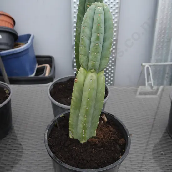 2 cacti