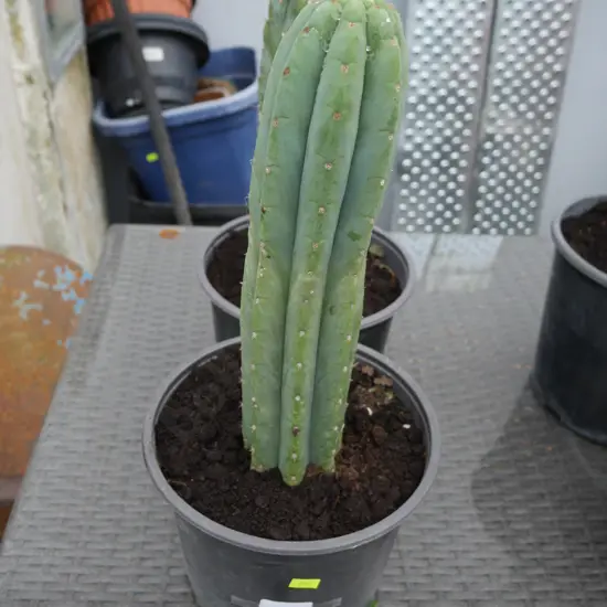 2 cacti