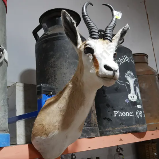 Taxidermy Impala head