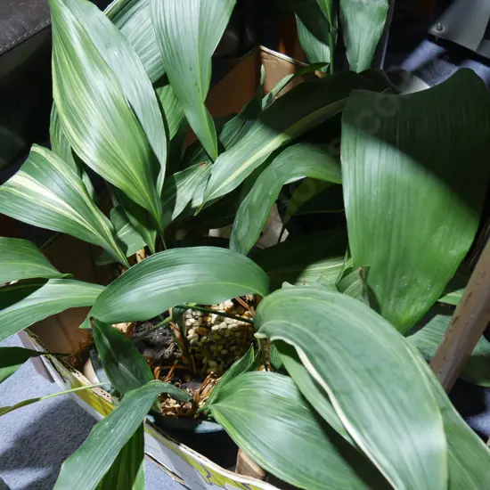 Aspidistras