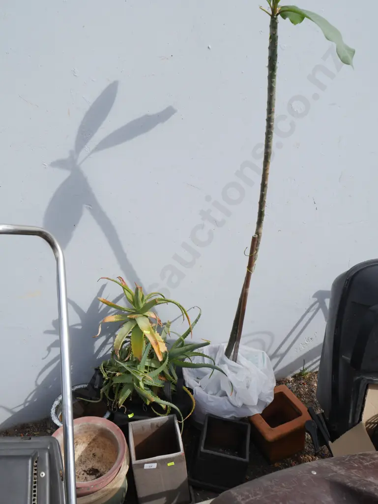 Plants and plant pots Image 1++