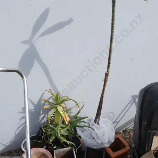 Plants and plant pots