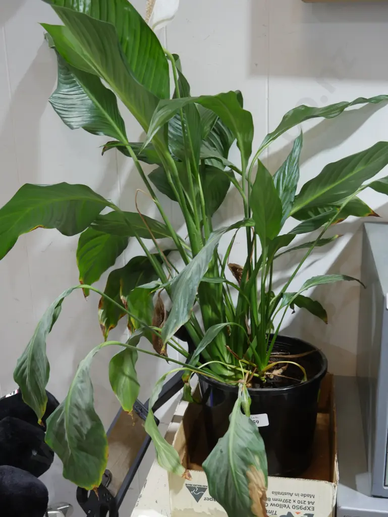Peace lily plant Image 1++