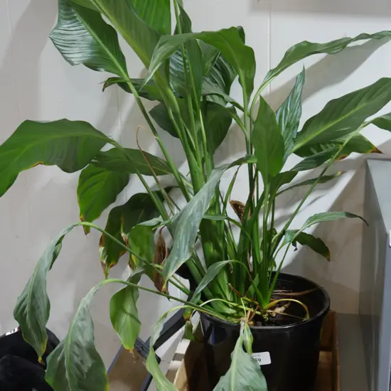 Peace lily plant