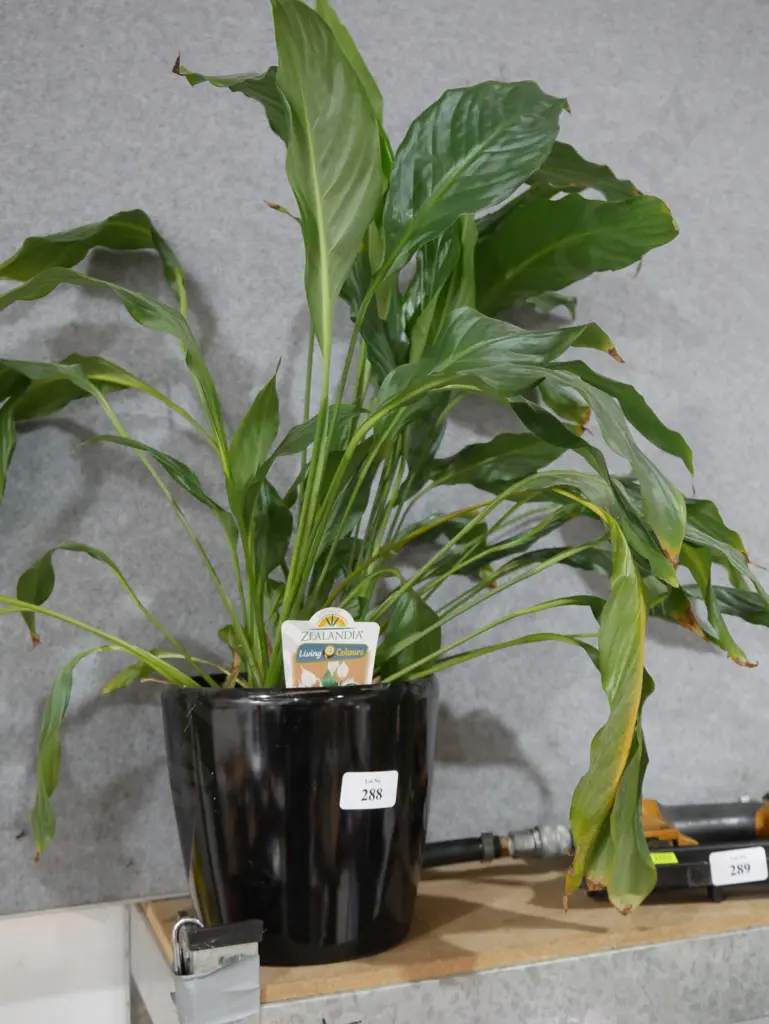 Peace lily plant Image 1++