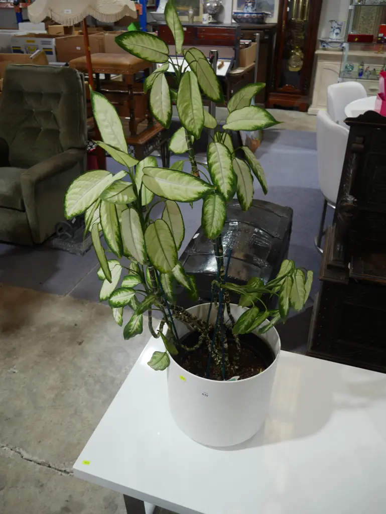 Potted plant Image 1++