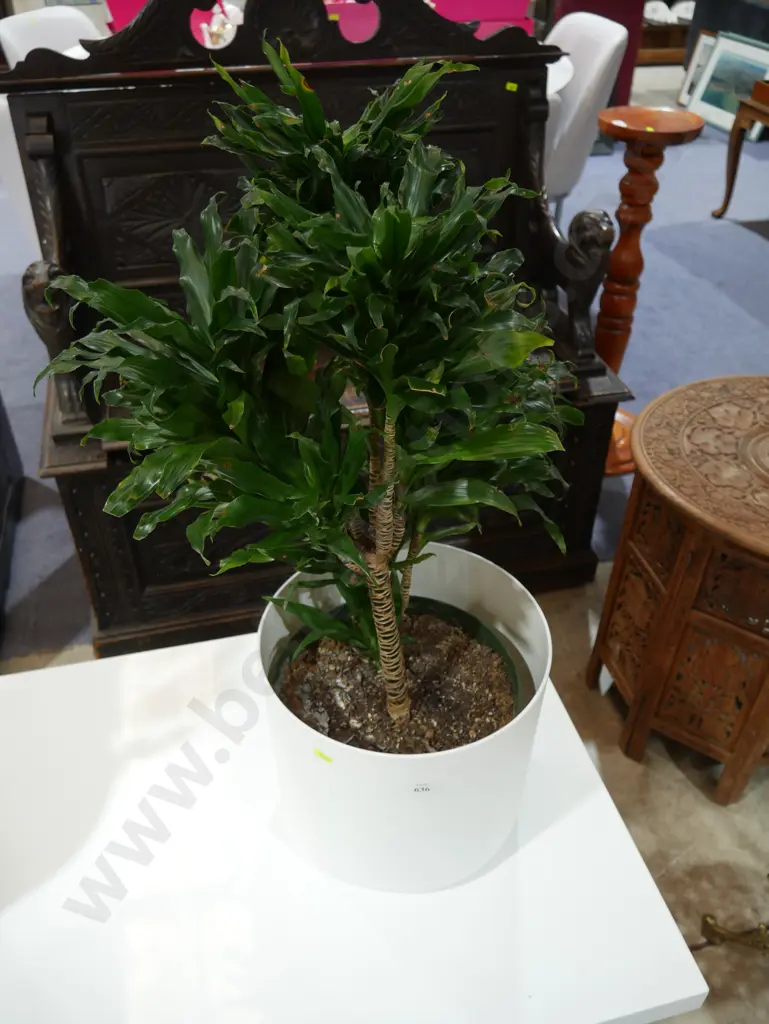 Potted plant Image 1++