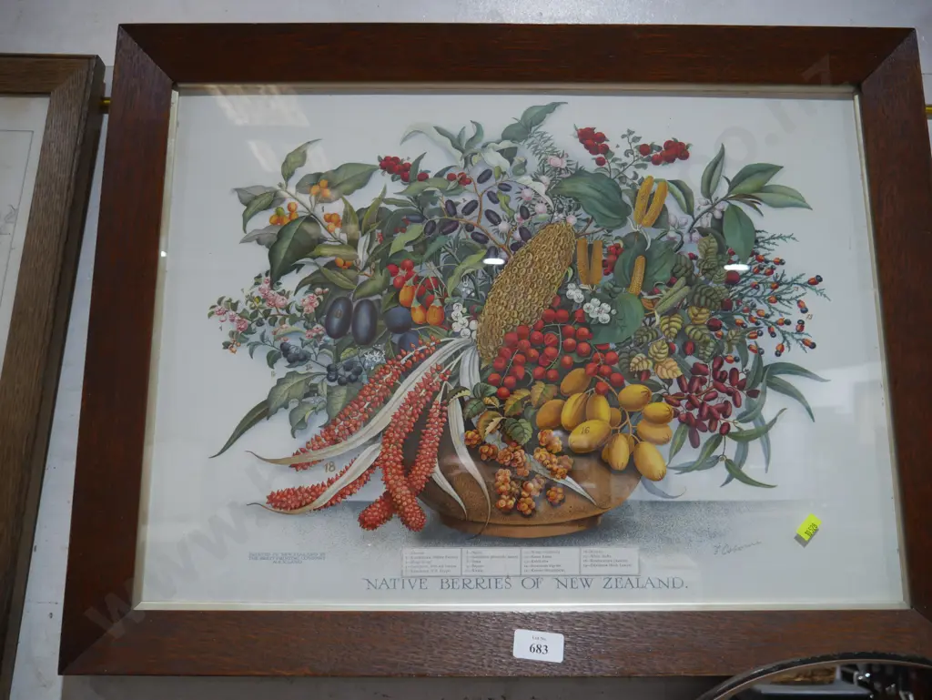 Framed native berries of New Zealand print Image 1++