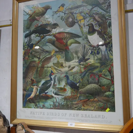 Framed native birds of New Zealand print