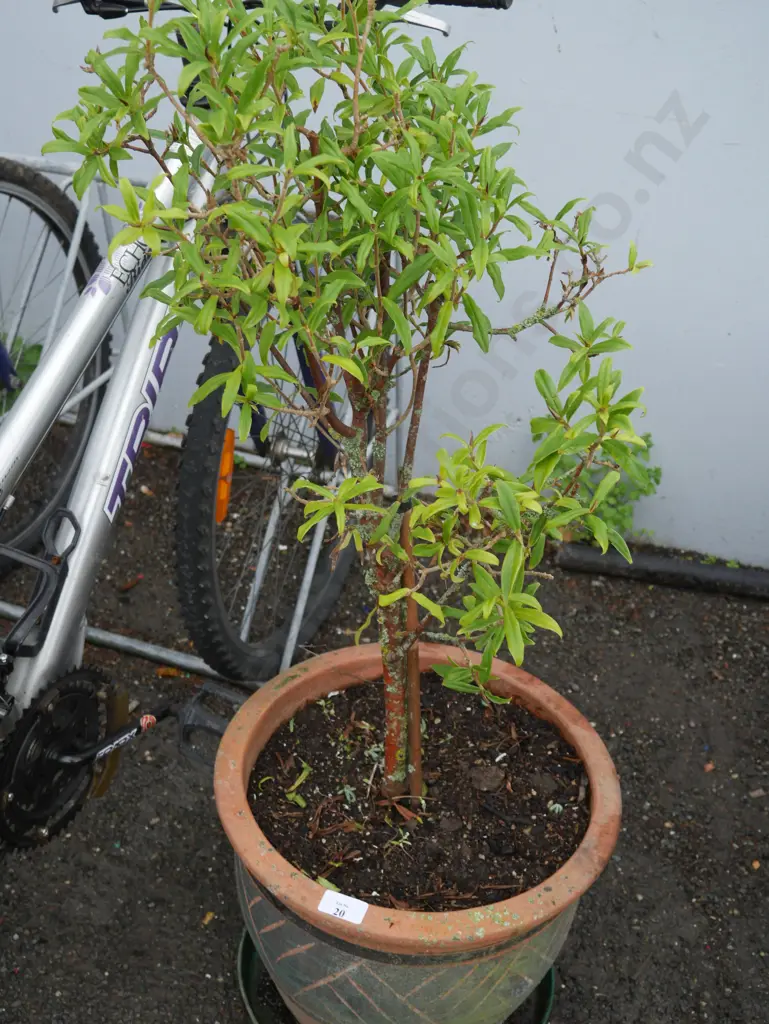 Plant and pot Image 1++