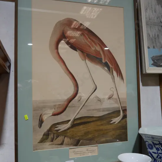 American flamingo print