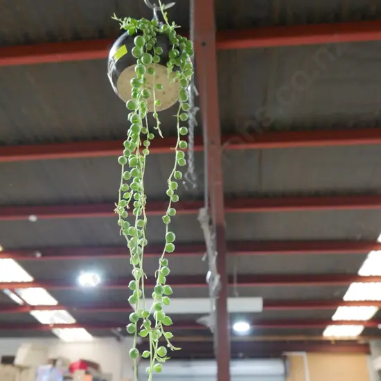 Hanging plant