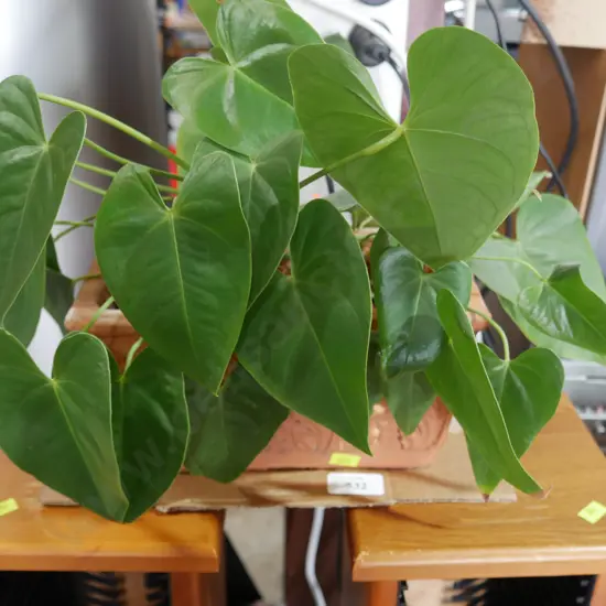 Painters pallet plant