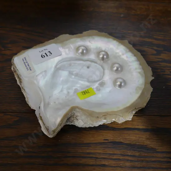 Silver lip pearl shell from Broome Australia