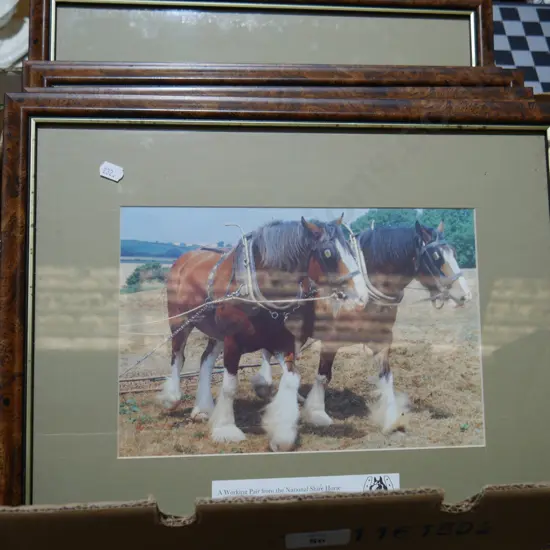 Framed horse pictures