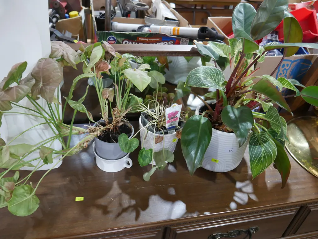 Three plants Image 1++