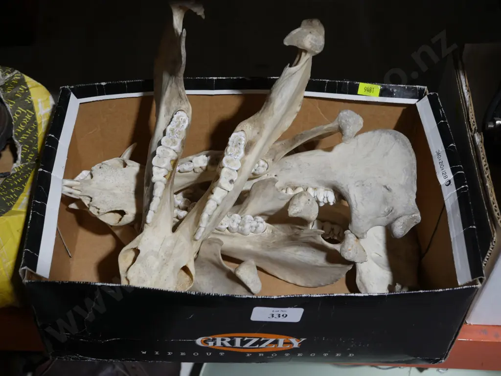 Animal skulls Image 1++