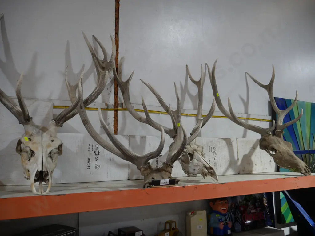 Four sets of deer antlers and skulls Image 1++