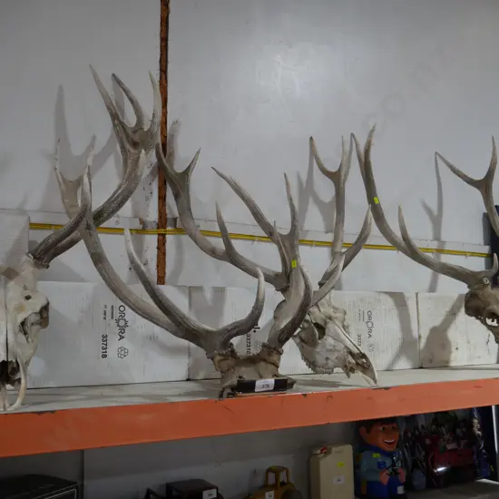 Four sets of deer antlers and skulls