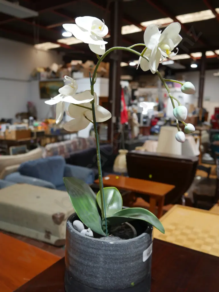 Imitation orchid Image 1++