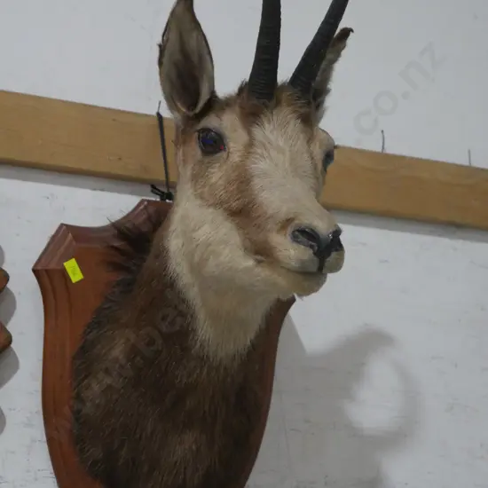 Taxidermy deer head