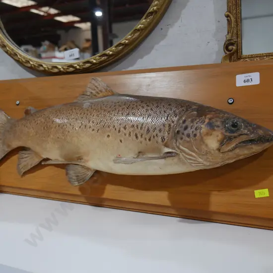 Taxidermy trout