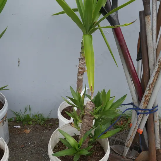 Pair of yucca plants