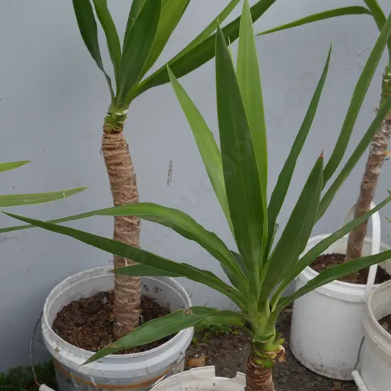 Pair of yucca plants