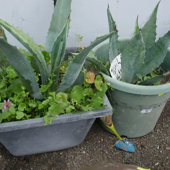 2 tequila cactus plants