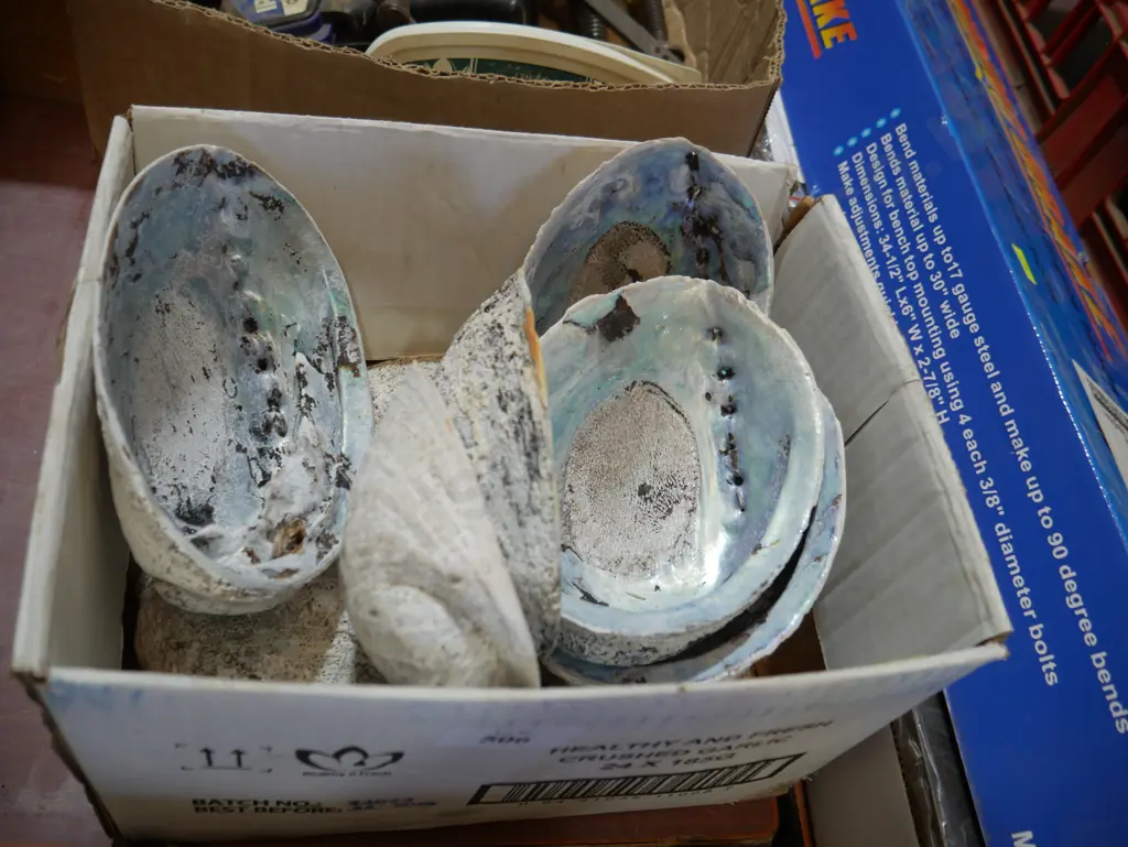 Sea shells Image 1++