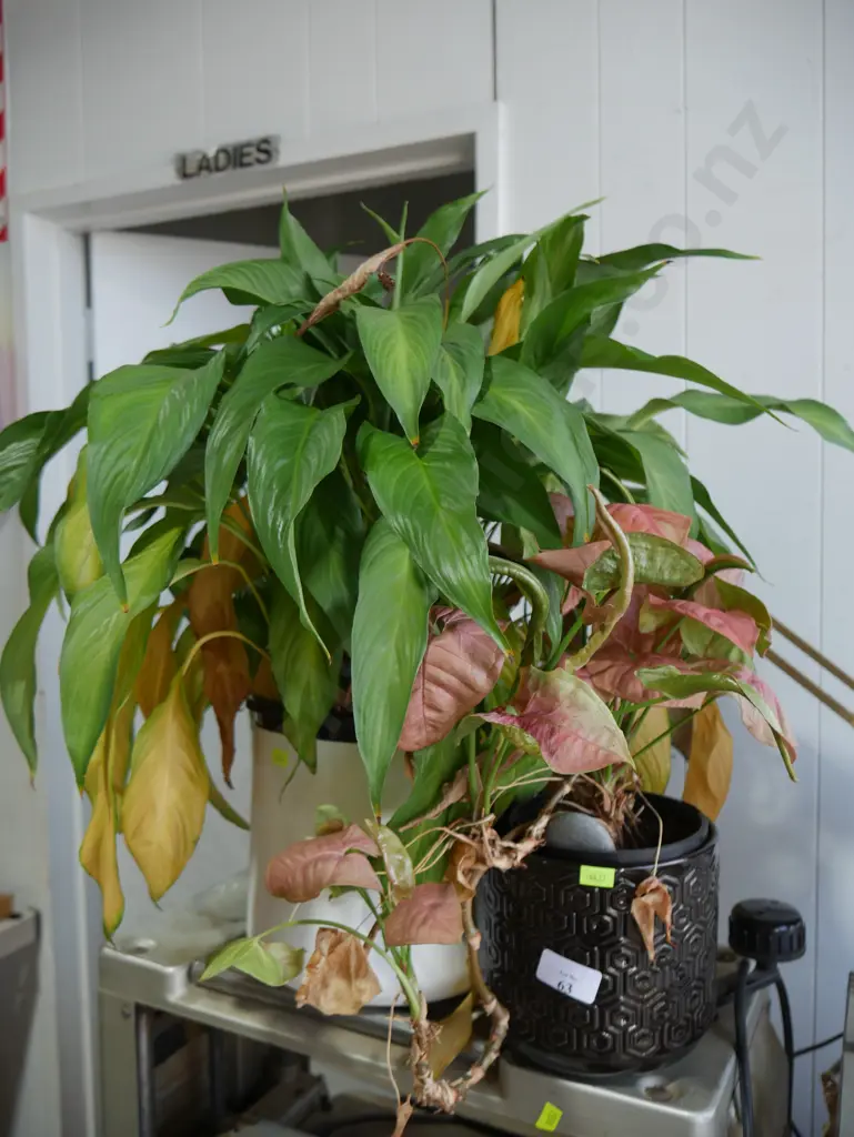 2 indoor plants Image 1++