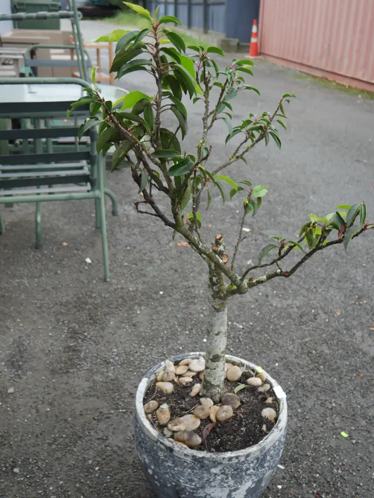 Potted plant Image 1++