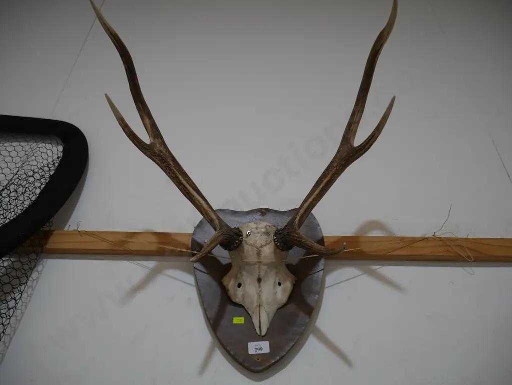 Mounted antlers Image 1++