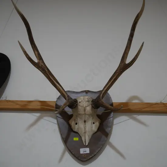 Mounted antlers