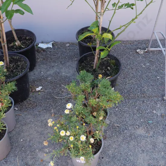 4 citrus trees etc