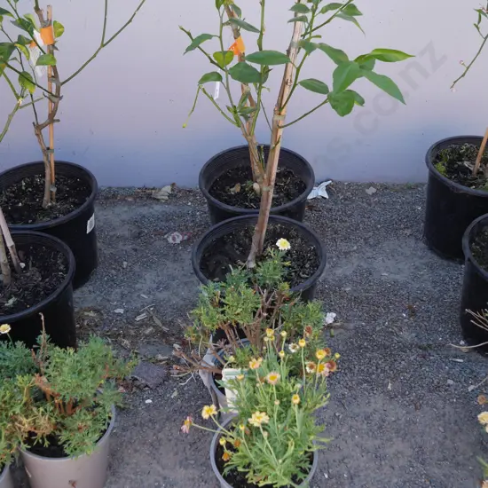 4 citrus trees etc
