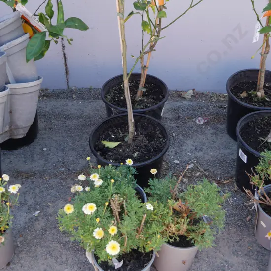 5 citrus trees etc