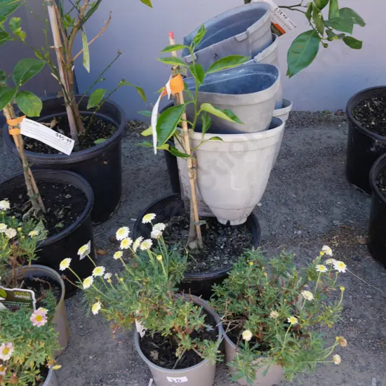 Citrus trees and pots etc