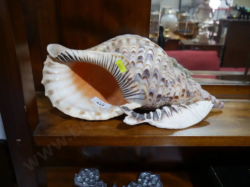 Shell and fish Image 1++