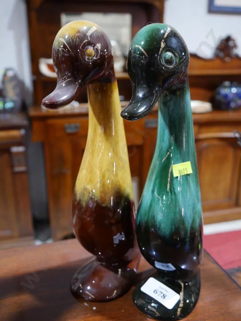 2 blue mountain ducks Image 1++