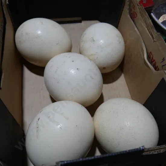 Ostrich eggs