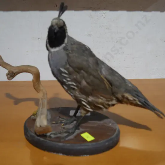 Mounted quail