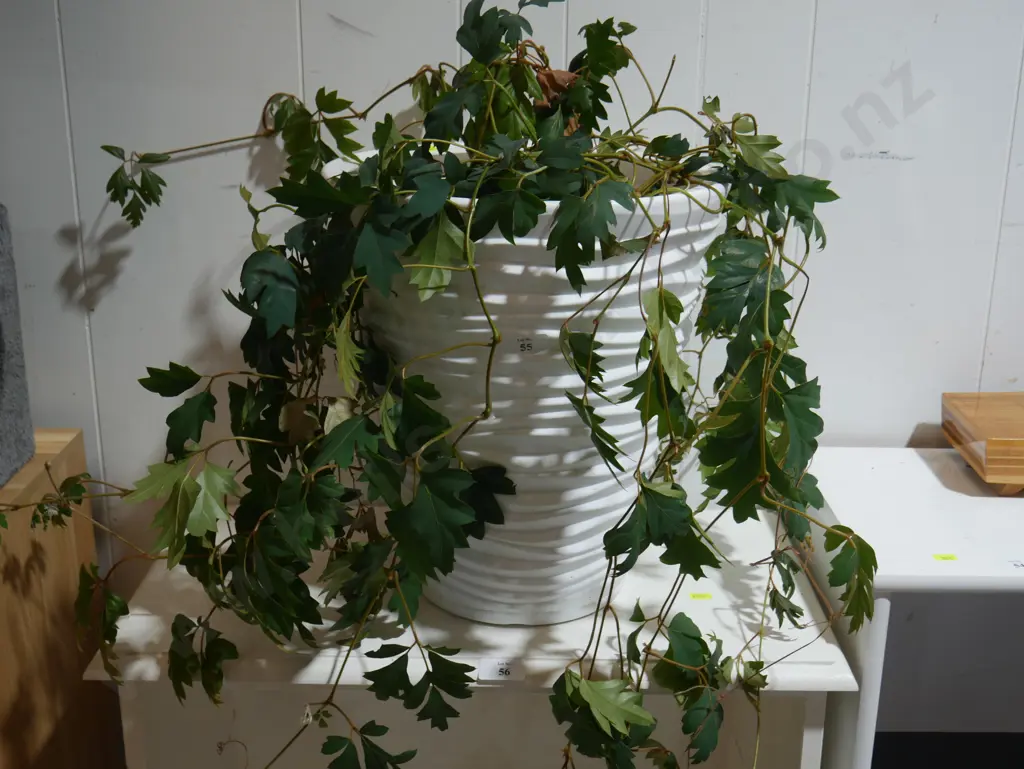 Potted plant Image 1++