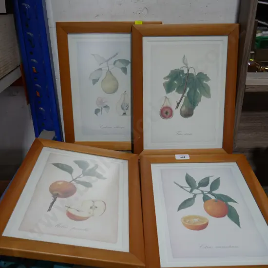 4 framed botanical prints