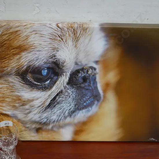 Canvas dog picture