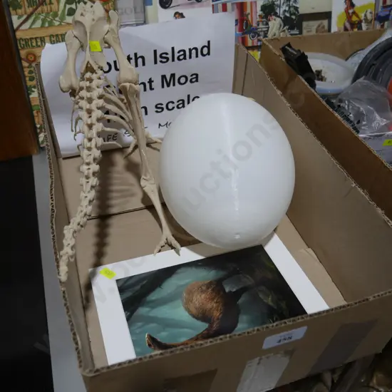 1/6 scale moa skeleton etc