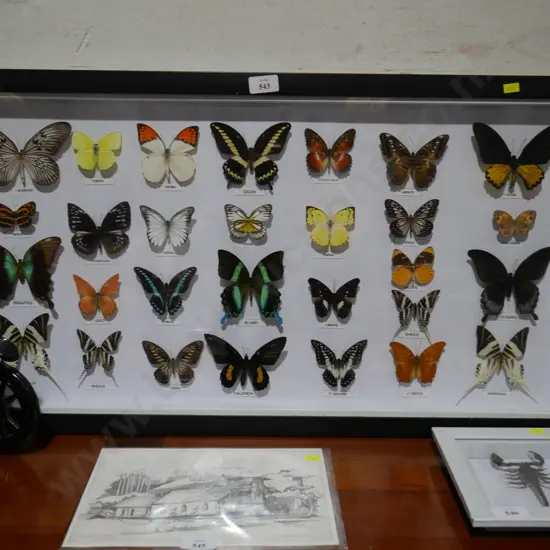 Framed butterfly display