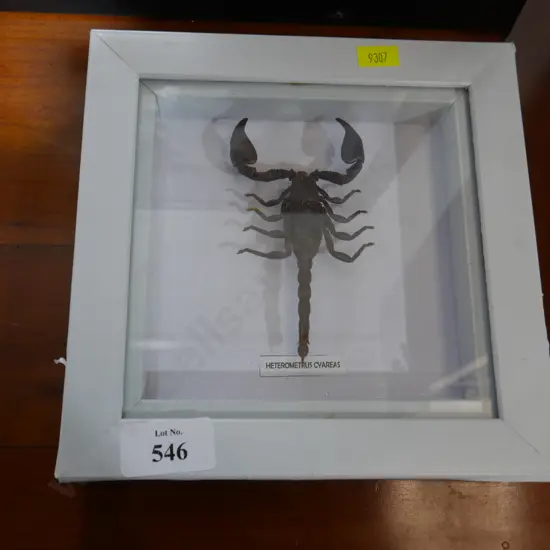 Framed scorpion