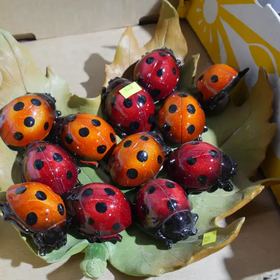 Lady bugs
