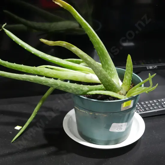 Aloe Vera plant